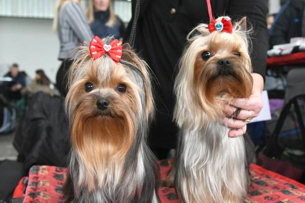 Bjelovar: Nacionalna izložba pasa održana je na sajamskom prostoru u Gudovcu