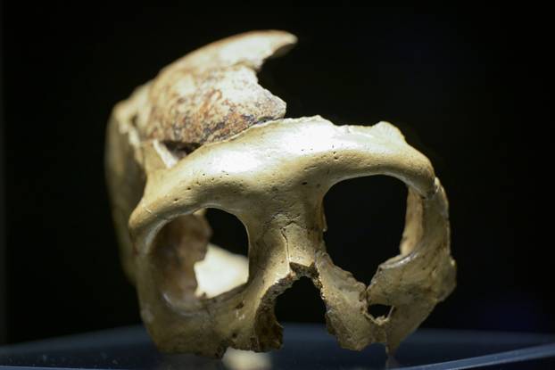 Zagreb: Otvorenje izložbe Lubanja C u Prirodoslovnom muzeju