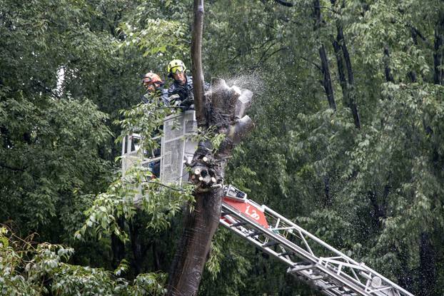 Pula: Srušeno napuklo stablo na Giardinima 