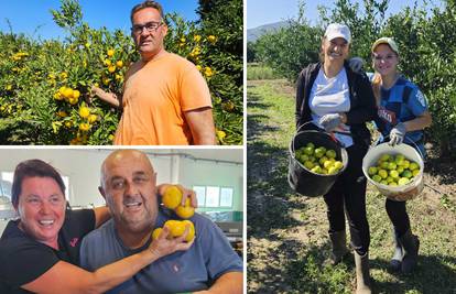 Bili smo na berbi mandarina u dolini Neretve: 'Urod nam je za pola manji, ali su neodoljive...'