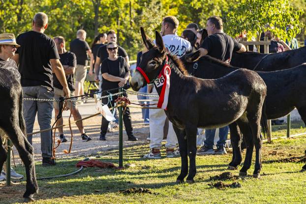 U Juršićima kraj Vodnjana održana je 21. županijska i 17. državna Smotra istarskoga tovara