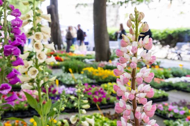 Pula: 17. sajam cvijeća Florija na Giardinima