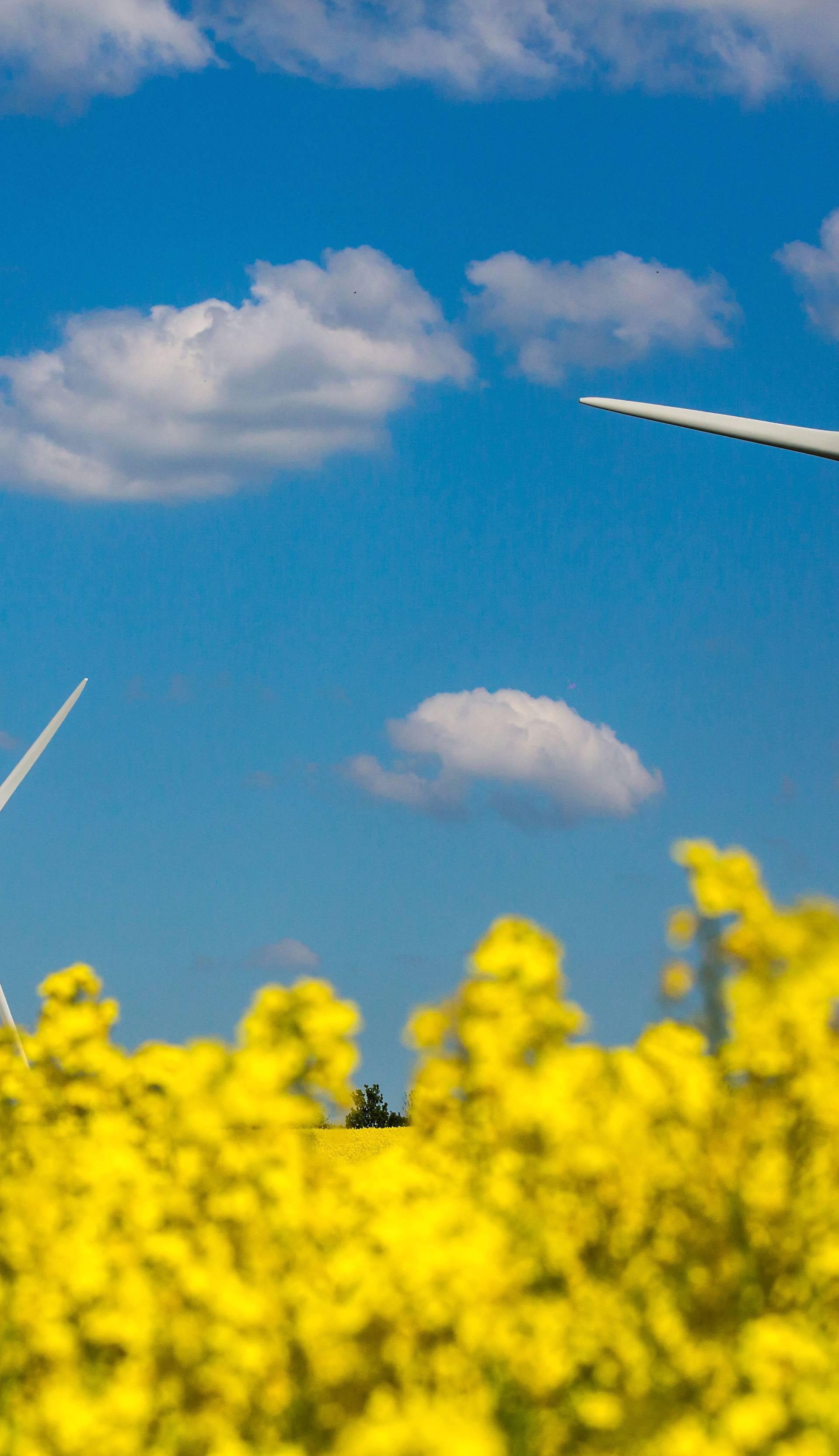 Wind turbines in canola field