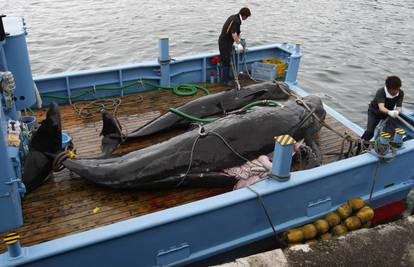 Tužila ih Australija: Japanu su zabranili daljnji izlov kitova 