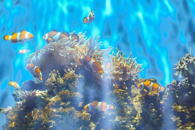 Obnovljeni  pulski Aquarium sada se prostire na 2.500 četvornih metara i postaje najveći akvarij u Europi koji izlaže isključivo mediteranski postav