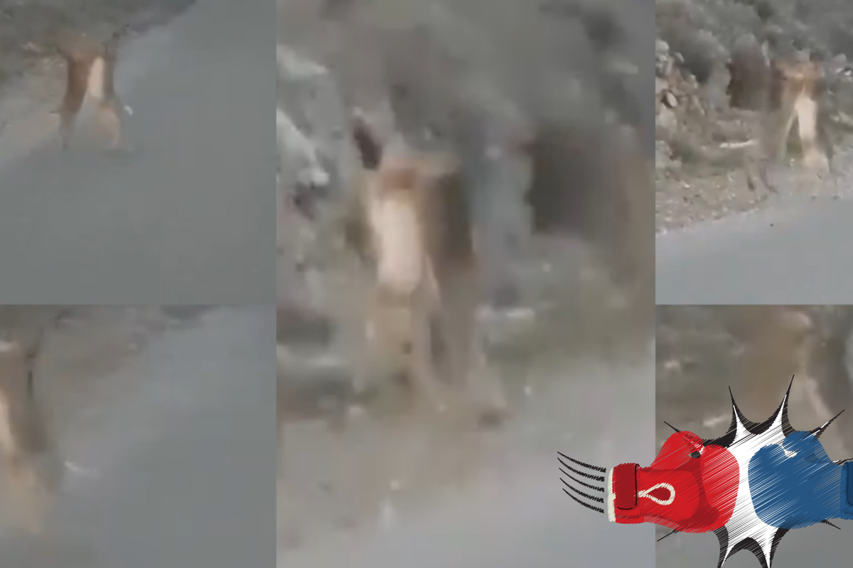 Urnebesni video iz Dalmacije: Zečevi se sukobili nasred ceste