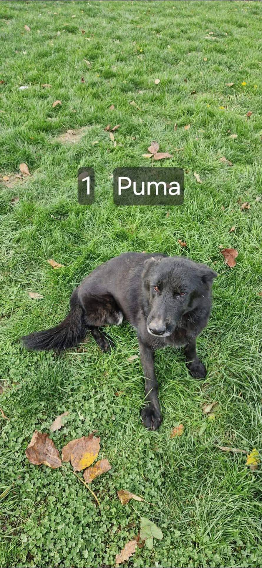 FOTO Sretan kraj priče o psima koji su razminiravali Hrvatsku: Svi su dobili svoje nove obitelji