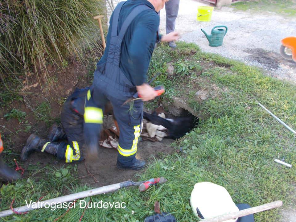 Pas zaglavio u rupi: Vatrogasac se zavukao u cijev i spasio ga