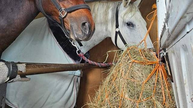 Nestala kobila sa hipodroma u Sloveniji: 'Sumnjamo na krađu, drugog konja je netko ozlijedio'