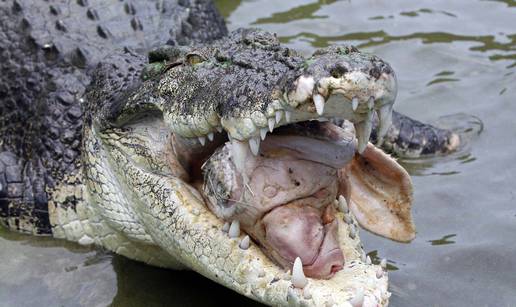 Krokodil od 6 metara zarobio turista na zabačenom otočiću