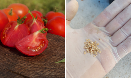 Raj&ccaron;ice iz trgovine kao po&ccaron;etak va&scaron;e vrtlarske avanture: Evo kako izvaditi sjeme za sadnju