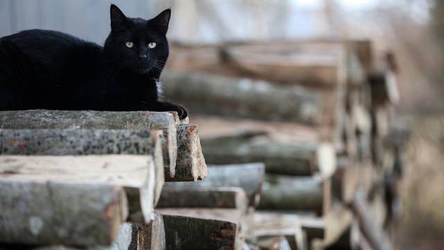 Drva za ogrjev mačke koriste za penjanje i kako bi se odmorile
