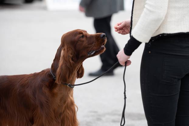 U Zaprešiću održana CAC nacionalna izložba pasa
