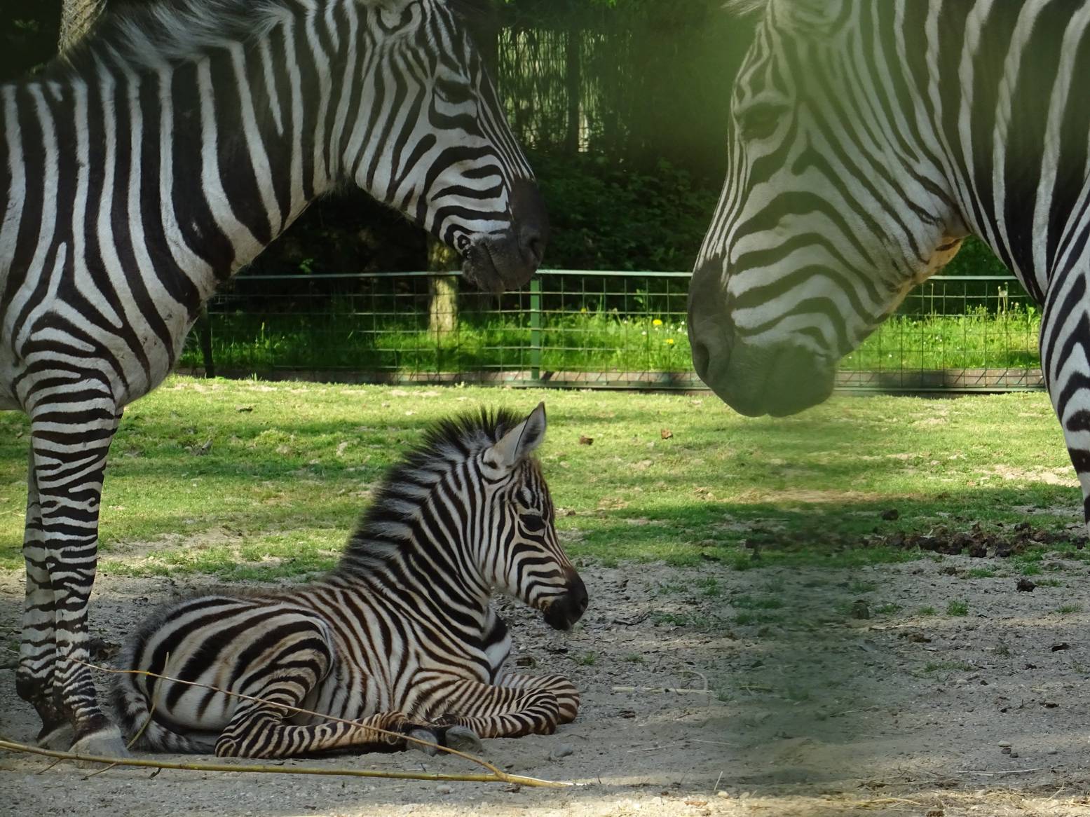 Zagrebački Zoo veći za člana: Zebra Sabina okotila mladunče