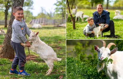 Ivan (35) i njegov sin Luka (5) uspjeli su spasiti istarske koze: 'Pametne su, ali i tvrdoglave'