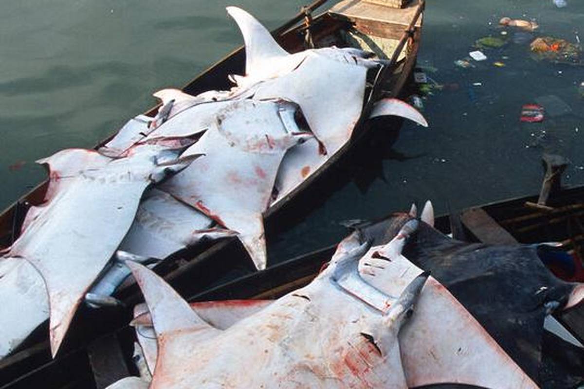 WWF upozorio na globalnu trgovinu mesom morskih pasa i raža vrijedan 2 miijarde eura