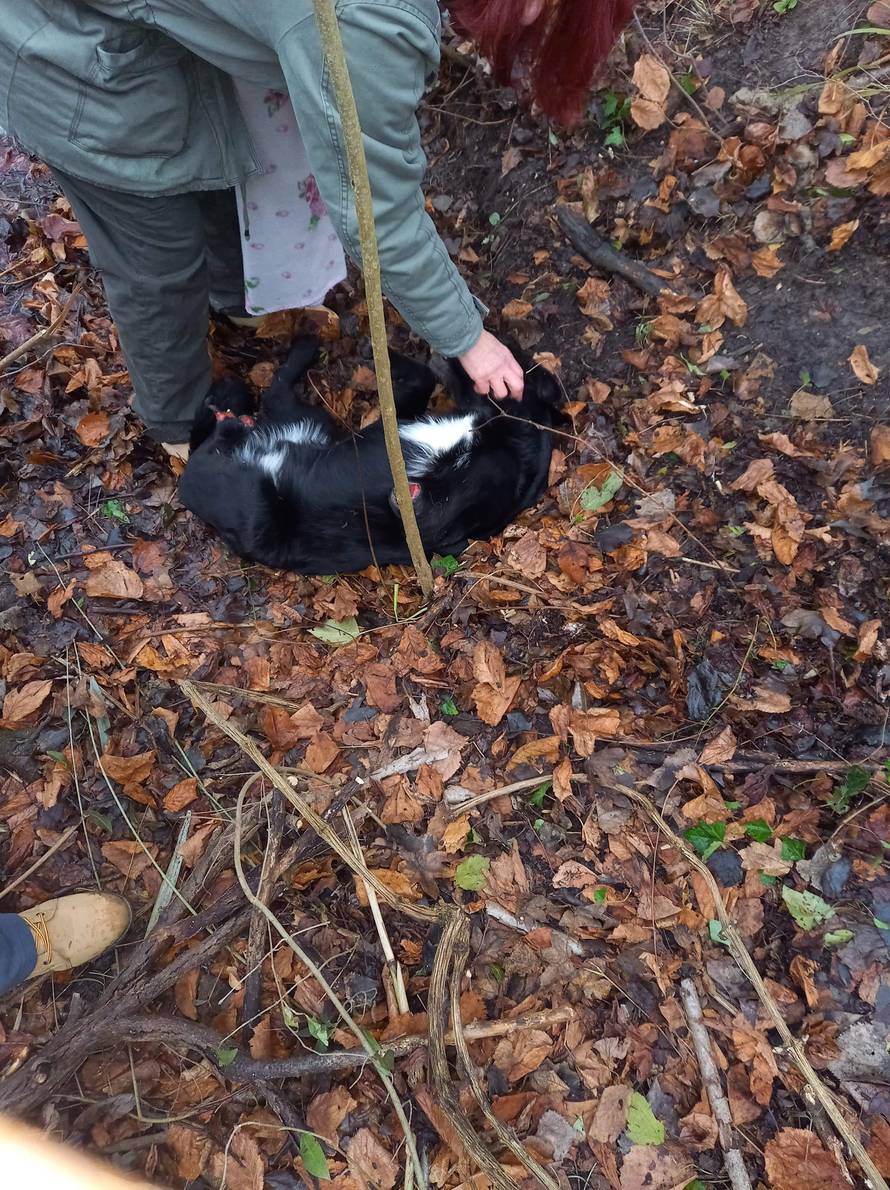 Pronašli psića odrubljenih šapa s prostrijelnom ranom na čelu: Mislimo da ga je netko bacio