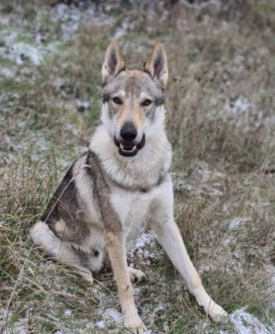 Očajni vlasnici: Naš Aki nestao je kod Rijeke. Nudimo 10.000 €