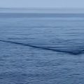 Scena kao iz horora: Morski pas od 6 metara pliva ravno na brod