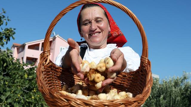 Sušenje smokava na tradicionalan način u Grebaštici