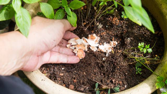 Od usitnjenih ljuski jaja i suhog soca kave rade se prirodna gnojiva koje biljke obožavaju
