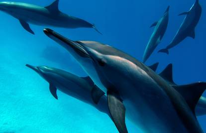 Arterije dupina ne stare: Može li to poboljšati ljudsko zdravlje?