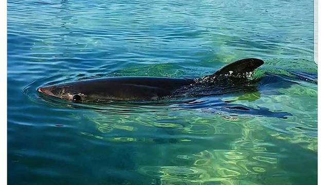 Veliku bijelu psinu koju su  spasili  s plaže vratili u ocean