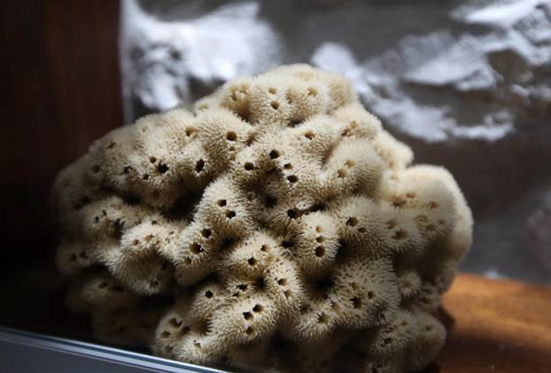 Turistička patrola Krapanj