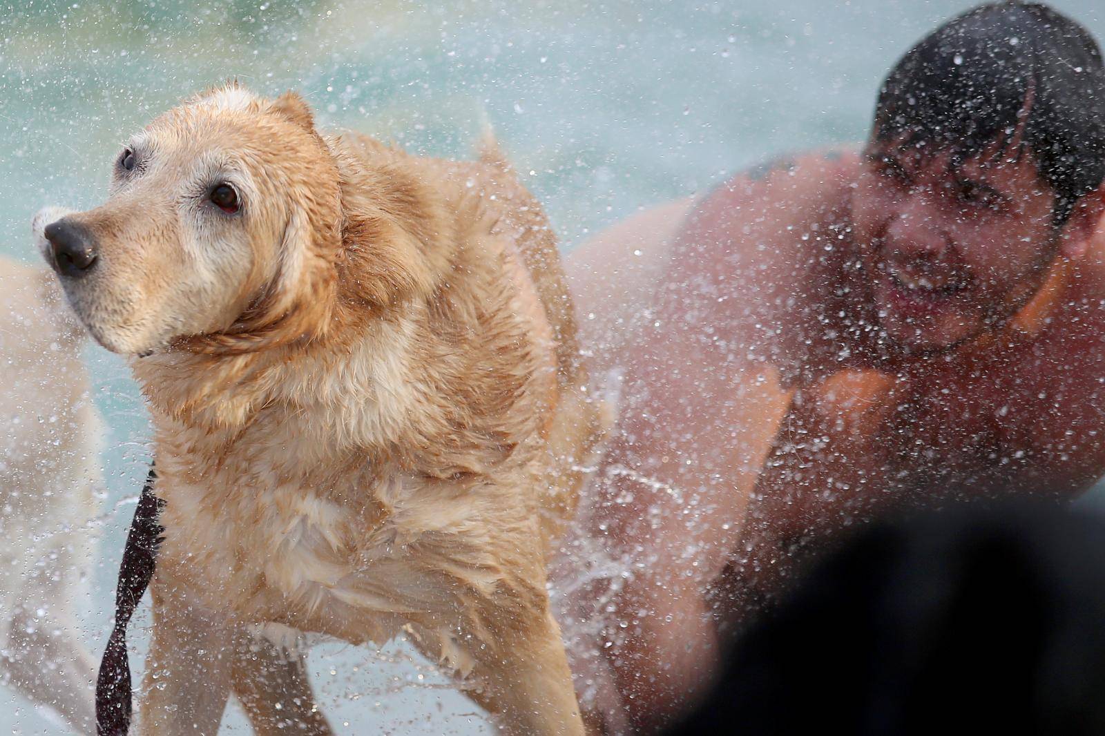 U crikvenici je održano plivačko natjecanje pasa i njihovih vlasnika