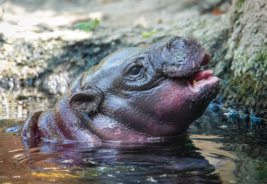 Prvo mladunče patuljastoga vodenkonja u ZOO-u San Diego nakon više od 30 godina