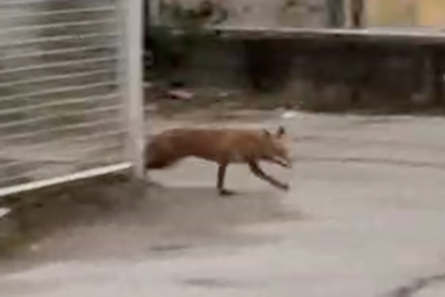 Viđena lisica kod Velesajma u Zagrebu