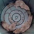 FOTO Invazija štakora na obali Australije: 'Posvuda su, hrpa ih je. Čak su pregrizli žice na autu!'