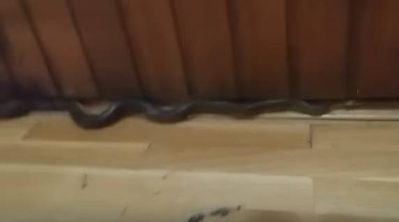 Djeca ušla u školsku dvoranu i zatekla zmiju dugu par metara