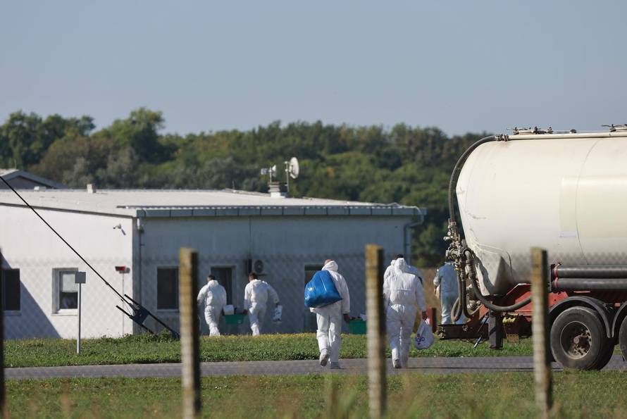 Sokolovac: Kreće eutanazija svinja, uvode se novi sigurnosni protokoli