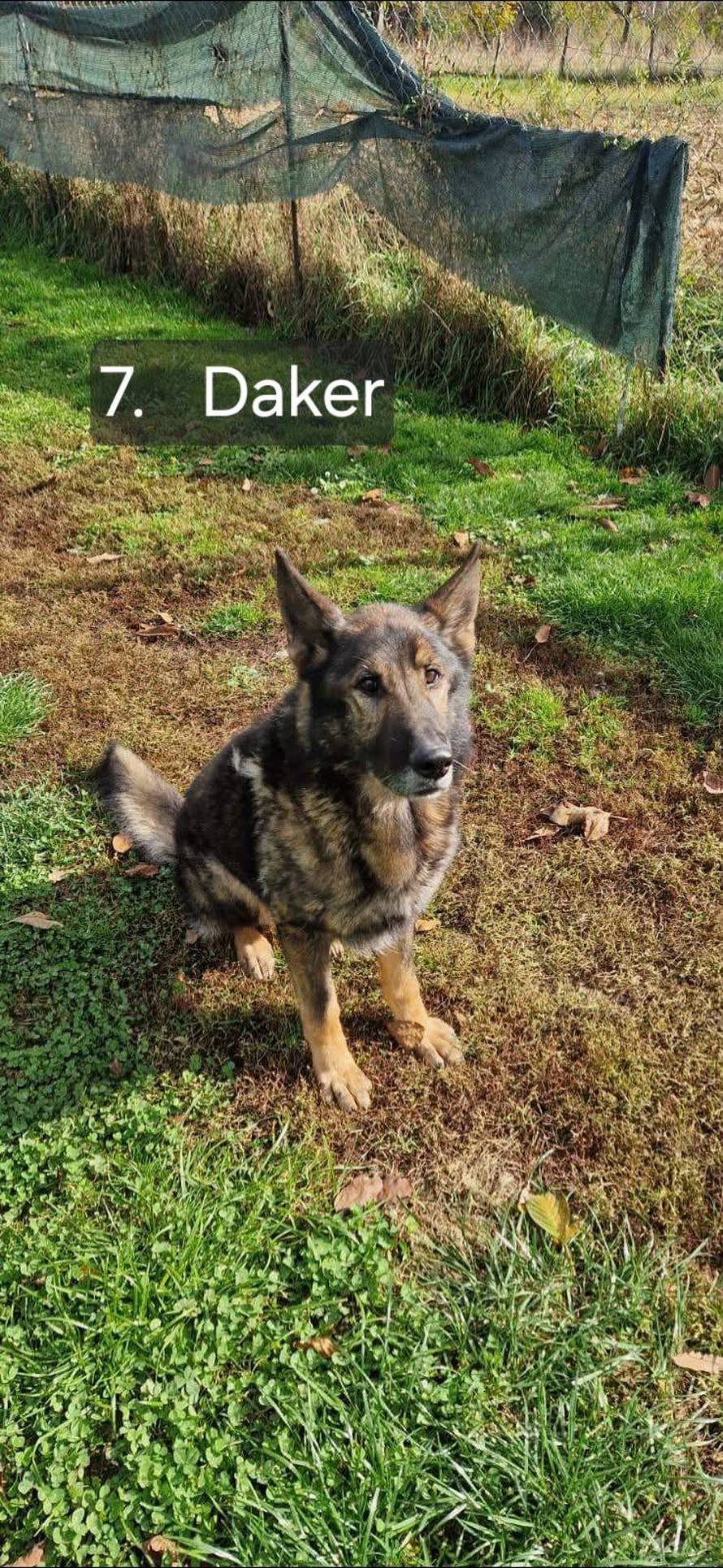 FOTO Sretan kraj priče o psima koji su razminiravali Hrvatsku: Svi su dobili svoje nove obitelji