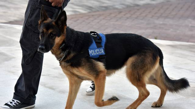 Policijski pas