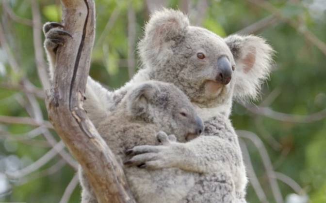 Strahuje Se Da Je Vise Od 2000 Koala Uginulo U Velikom Pozaru 24sata