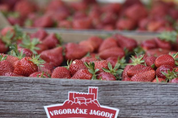 Šibenik: Započela prodaja Vrgoračkih jagoda 8 eura po kilogramu