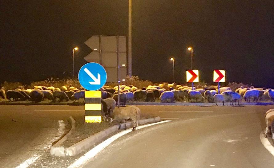 Pustite meeee: Ovce kod IKEE idu u šoping, a pastira nigdje...