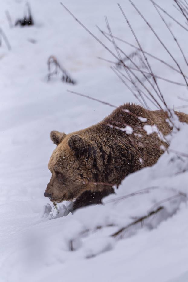 Medvjedi u Kuterevu uživaju u snijegu, zimski san još će malo pričekati