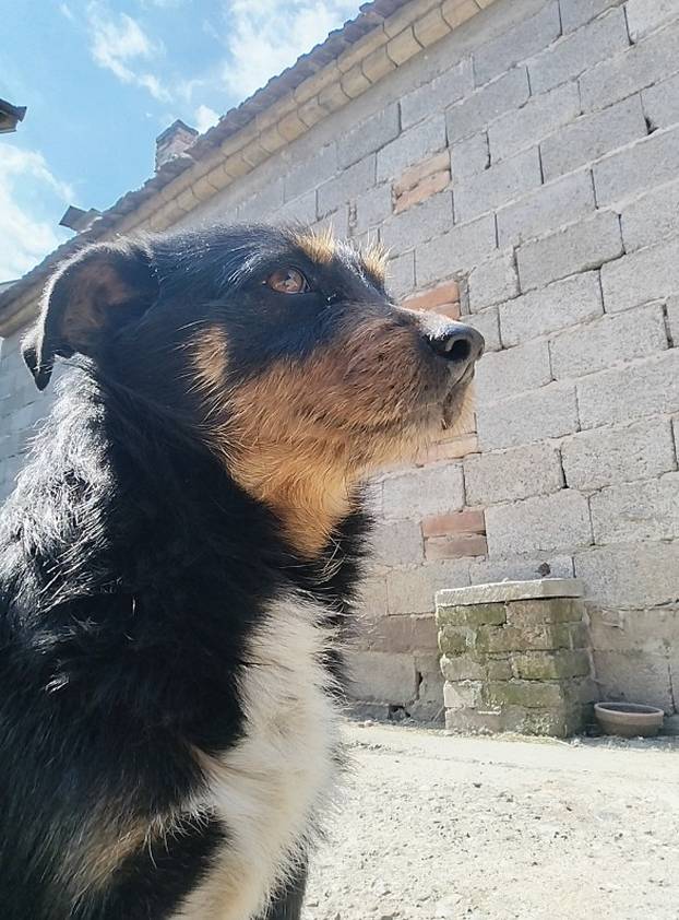 SUPER FOTKE vaših ljubimaca! Neki bi mogli biti viralni hit, ali svi su jednostavno neodoljivi