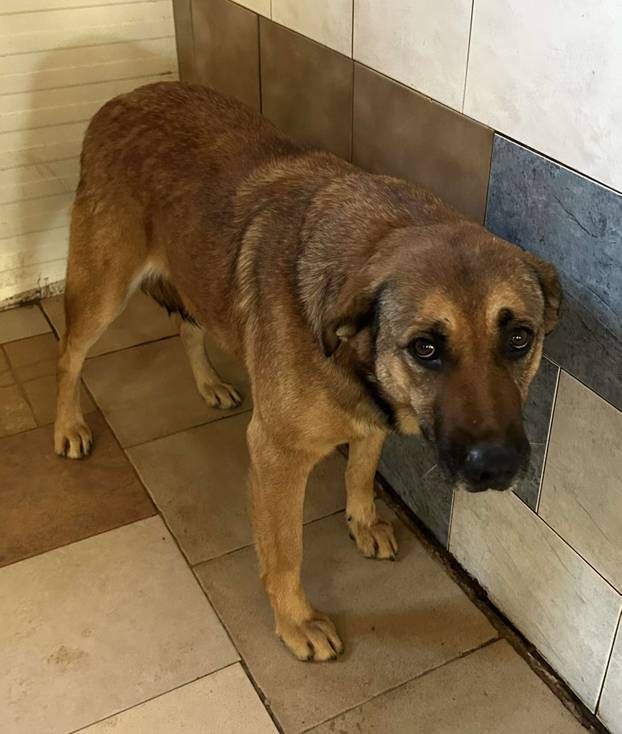 FOTO Ovo su oduzeti psi iz romskog naselja. U jednom danu spasili ih 37! Udomite ih