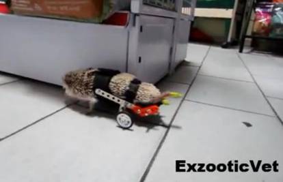 Ozlijeđeni ježić prohodao: Ugradili mu pomoćne kotačiće