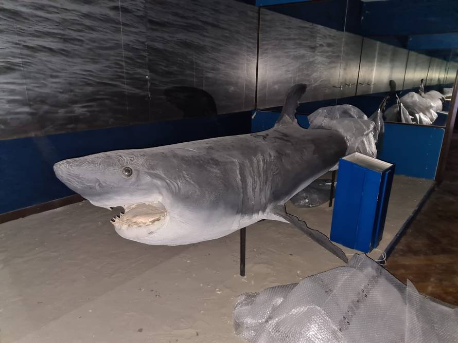 VIDEO Velika bijela psina od 4,5 metara putuje kroz Zagreb!