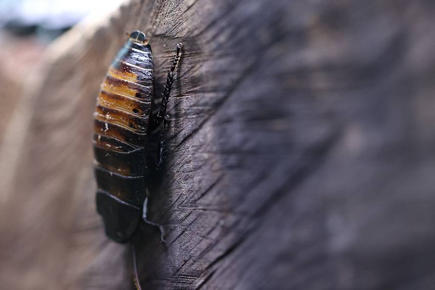 Mimikrija u zagrebačkom ZOO: Zaigrajte igru skrivača s nama!