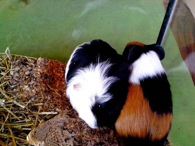Guinea pigs in a terrarium