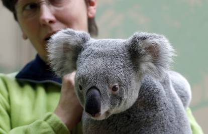 Koala: Preslatka spavalica izgleda kao medo, ali to nije