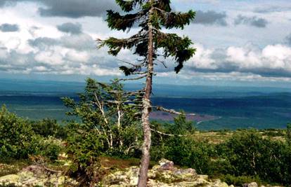 Najstarije drvo na svijetu ima 9550 godina i još je zeleno