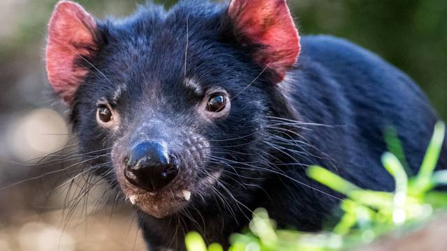 Tasmanijski vragovi rođeni na australskom kopnu, a tamo su prije 3000 godina izumrli