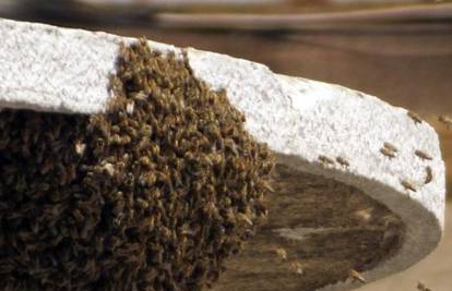 Roj od 4000 pčela 'okupirao' Pulu, došle su se 'odmoriti'
